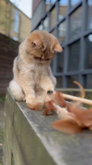 BRITISH SHORTHAIR NY11