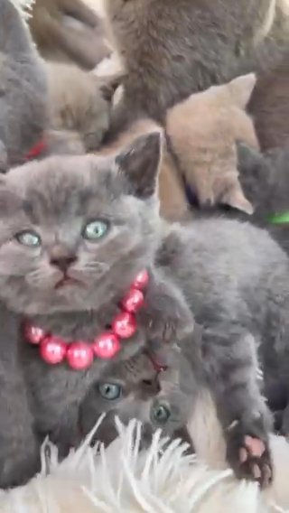 6 pure British Shorthair kittens