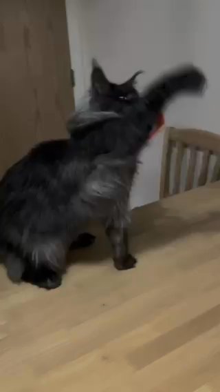 Maine Coon