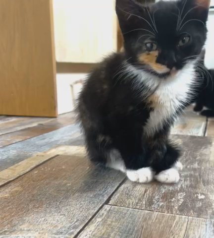 8week old kittens, ready ?