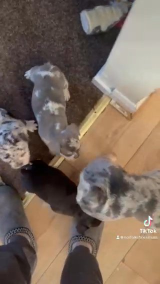 French Bulldogs