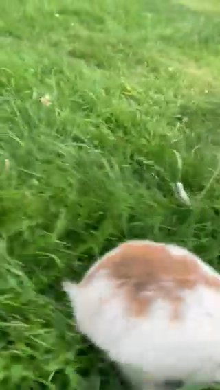blue eyed white baby bunnies 4 girls and a boy