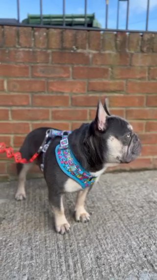 Vinnie For Stud