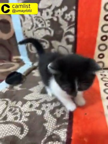 Kittens