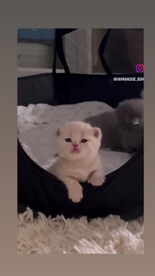 BSH Kittens British Shorthair champion Line