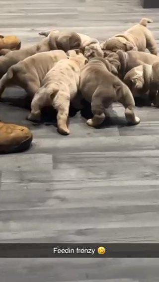 ?British Bulldogs!?