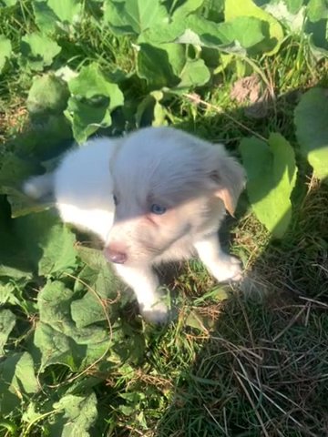 Jackrussel Cross Pomerian
