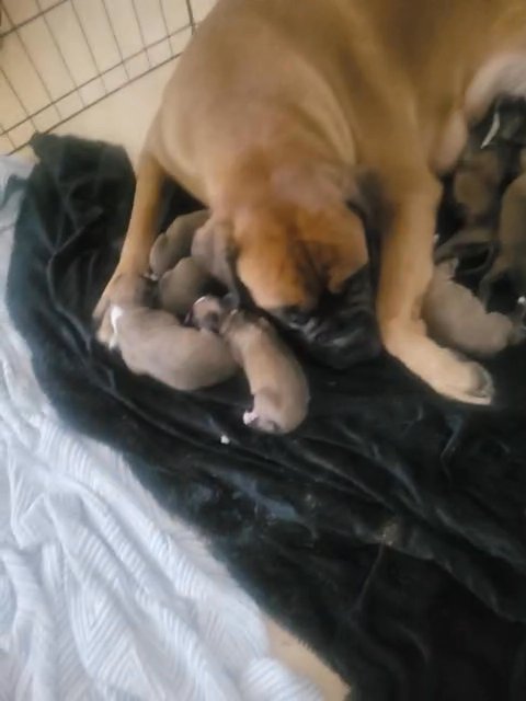maya 1st litter  KC REG