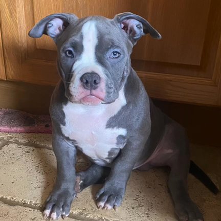 American Pocket Bully