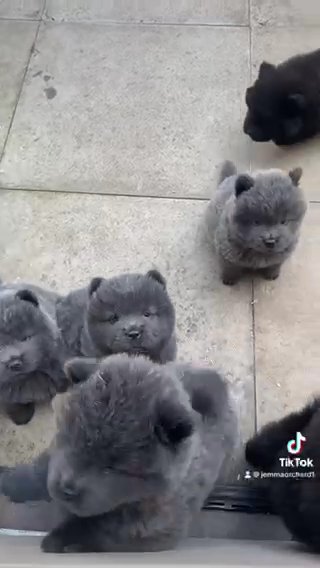 Ready Now Chow Chow Puppies