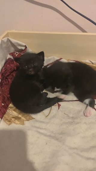 Kittens For Sale