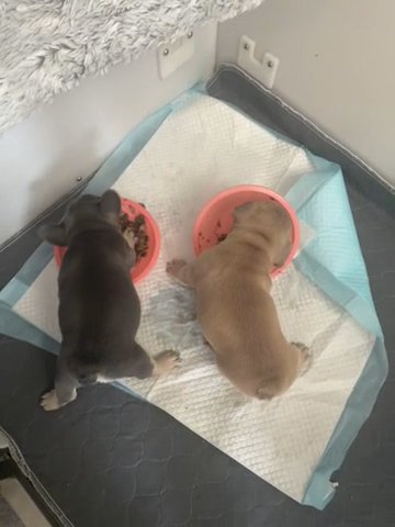 Beautiful French Bulldog Pups