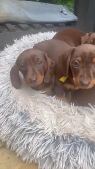 Miniature Dachshunds Smooth Coated