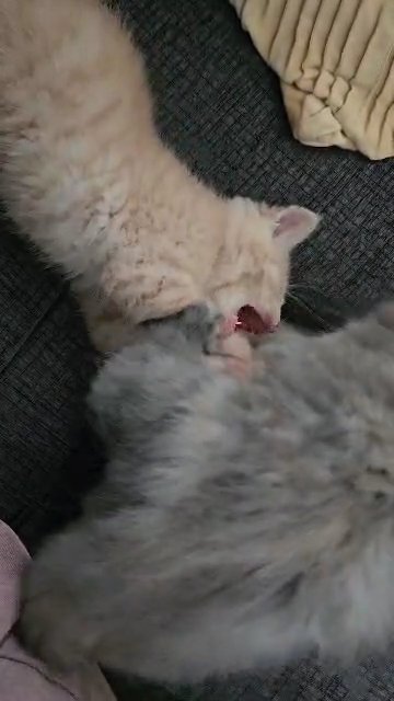 mixed mainecoon and british-shorthair