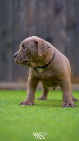 Narla X Diesel