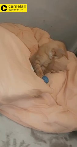 cute kittens