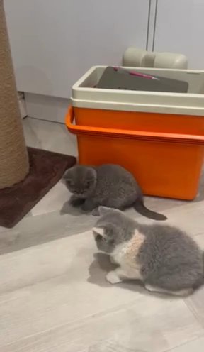 Gccf British Shorthairs