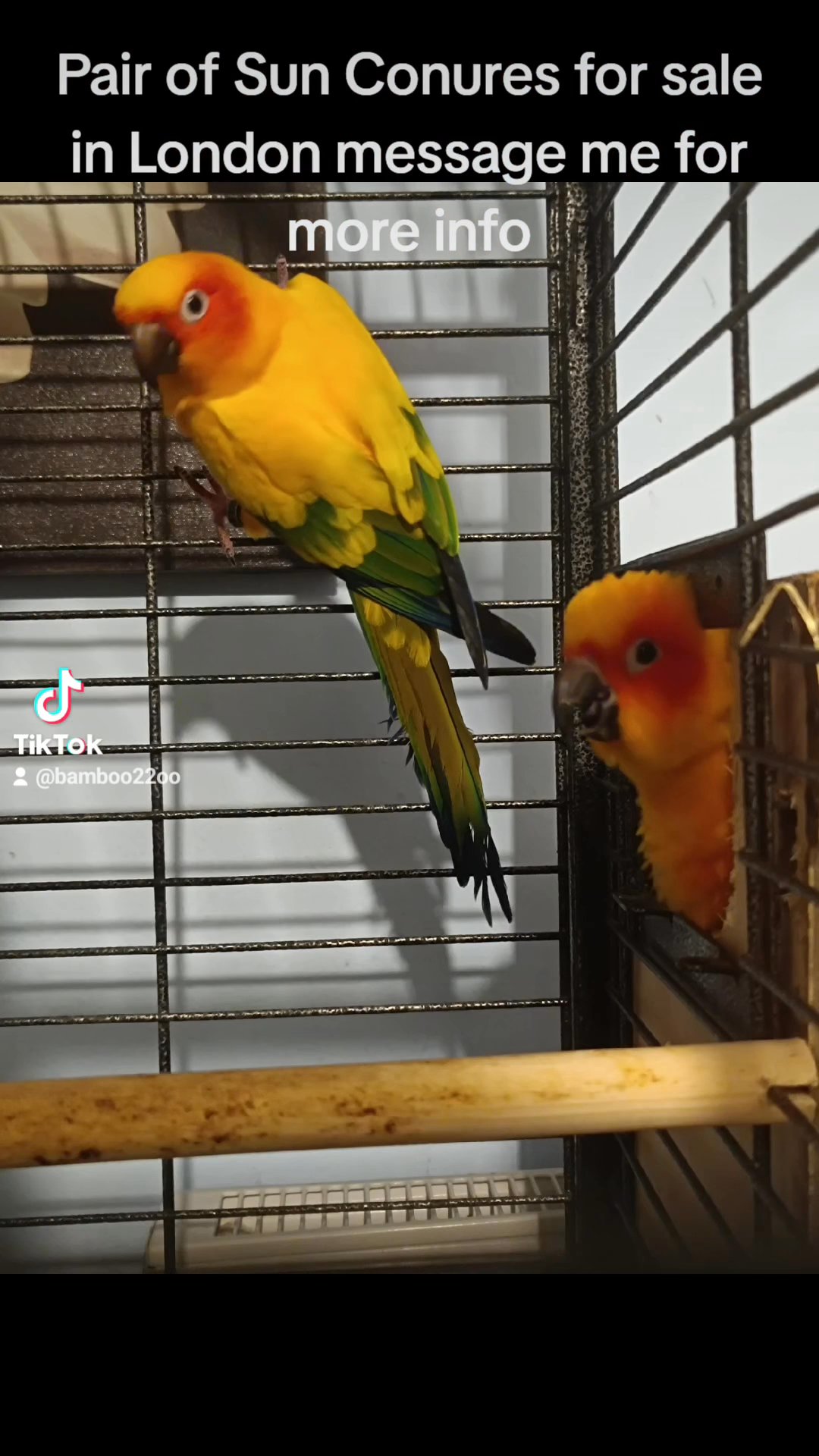 Sun Conure Breeding Pair
