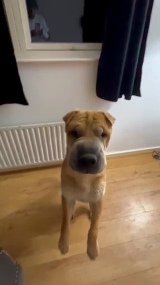 Shar Pei Needs A New Loving Home