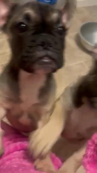 French Bulldog X British Bulldog Girls