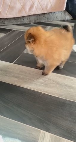 German Spitz Mini Teddy Bear