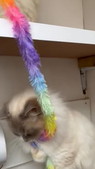 Ragdolls Aged 18mths To 2years