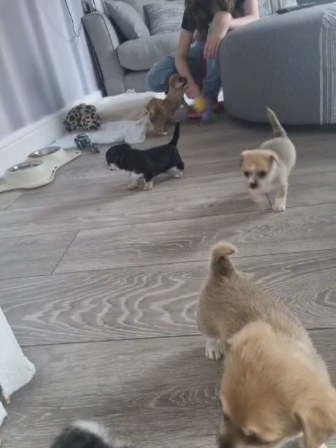 chihuahua x jack