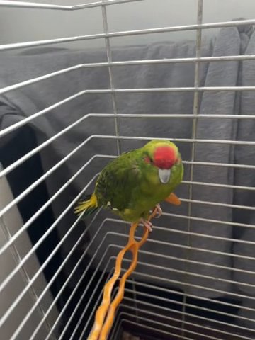 selling Bird