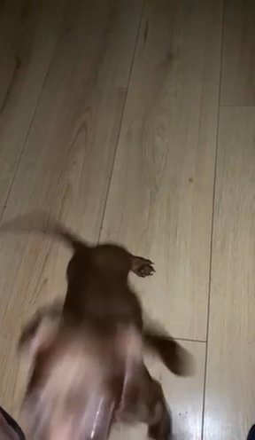 Miniature Dachshund