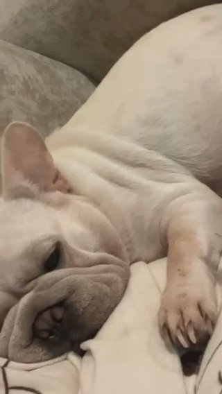Adult Big Rope french bulldog