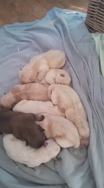 chow chow for sale