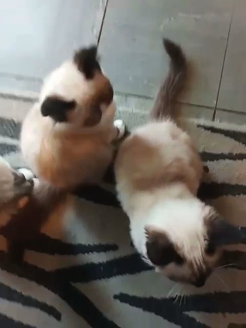 chunky hunky Ragdolls