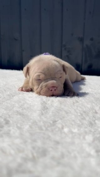 FEMALE LILAC TRI AMERICAN POCKET BULLY