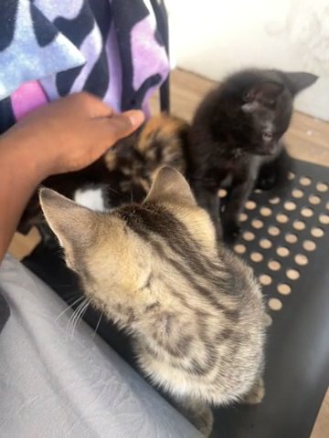 kittens