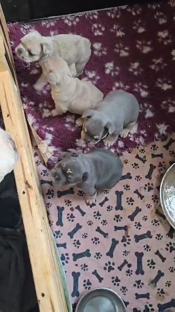 French Bulldog puppies