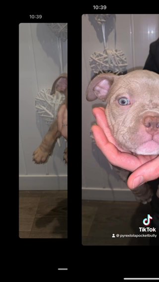 Pocketbullys