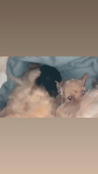 Cava-poodle Puppies For Sale(2 Girls Puppies Left)