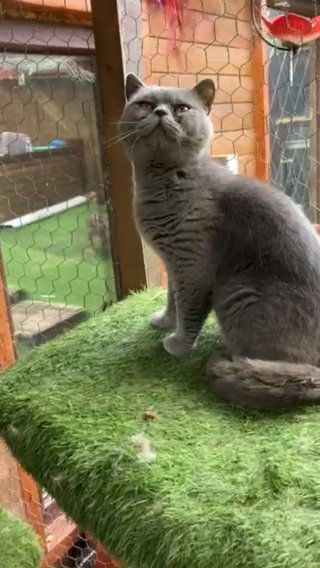 British Short Hair Female