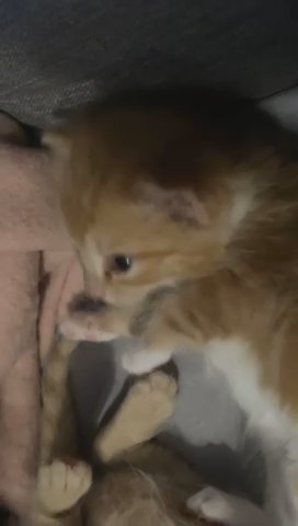 2 Gorgeous ginger kittens.