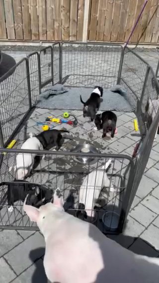 English bull terrier