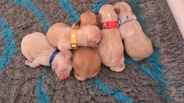 F1 American Cockapoo's fully health tested parents.