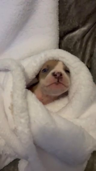 Puppy Pocket Bully Cross American Bully