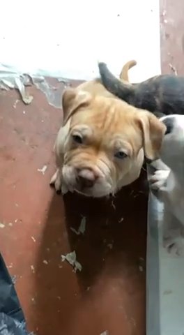 Beautiful Puppies
