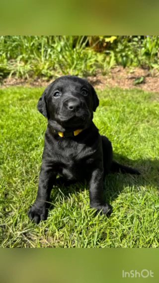 KC Registered With cracking Pedigree