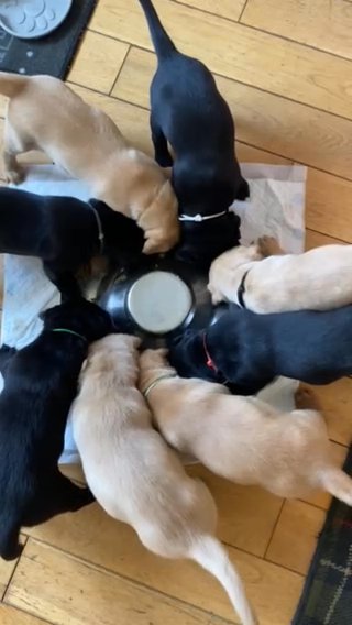 pedigree Labrador retriever pups available to view