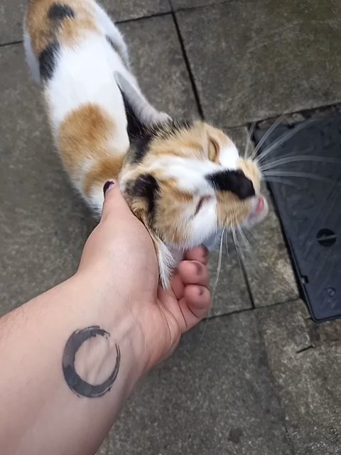 Mushu is looking for a new home!