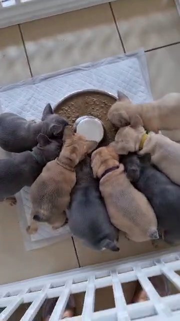French bull dogs