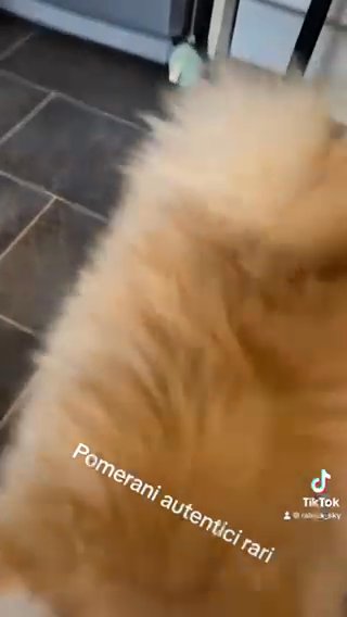 Pomeranian Pups