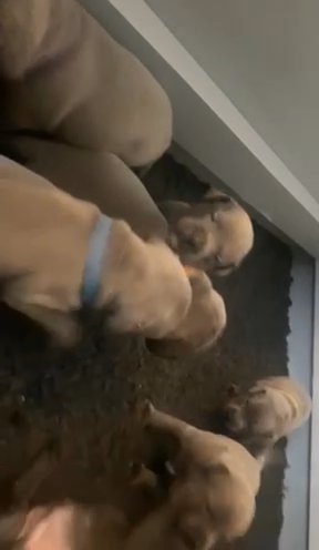 Blue Staffordshire bull terrier puppies