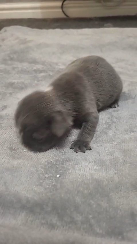 french bulldog